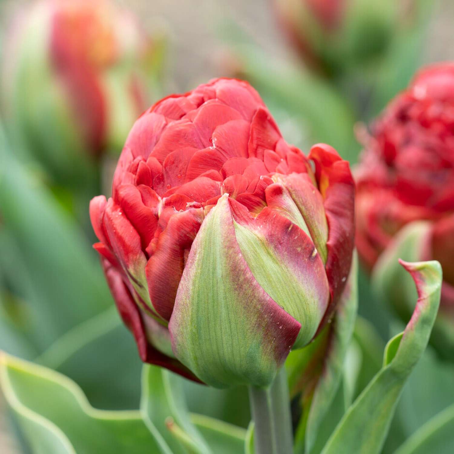 Tulpe 'Ice Cream Sorbet'